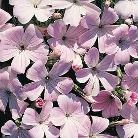 Agrostemma Githago Rosa Samen leuchtend Rosa Blumen