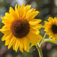 Mini Sonnenblume Helianthus annuus Samen zur Aussaat Blume Beet und Garten