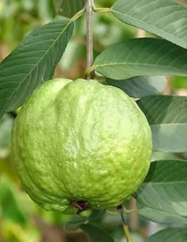 Guave Frucht Samen für Pflanzen und Gartenarbeit in Ihrem Zuhause