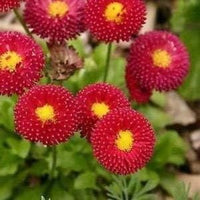 Rot perennis blume samen for anpflanzung - low maintenance, heirloom & gmo free samen for home garten
 
 sale for anpflanzung in home garten