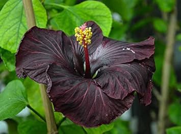 Schwarz hibiscus blume samen for anpflanzung - compact growth, heirloom & gmo free samen for home garten
 
 sale for anpflanzung in home garten