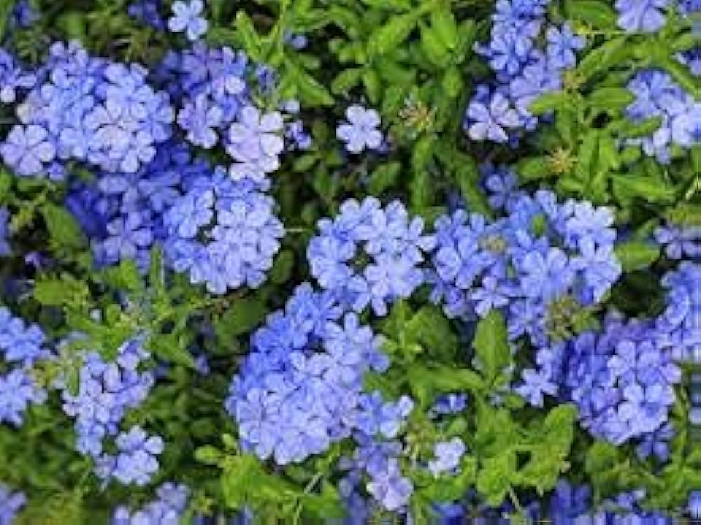 Plumbago Blumensamen zur Aussaat – Schnitt Blume beliebt – Traditionssorte & ohne Gentechnik Samen Hausgarten