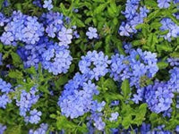 Plumbago Blumensamen zur Aussaat – Schnitt Blume beliebt – Traditionssorte & ohne Gentechnik Samen Hausgarten