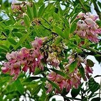 Gliricidia sepium tree samen for anpflanzung - bright blooms, heirloom & gmo free samen for home garten
 
 sale samen for home garten