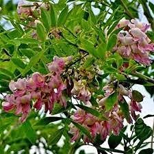 Gliricidia sepium tree samen for anpflanzung - bright blooms, heirloom & gmo free samen for home garten
 
 sale samen for home garten