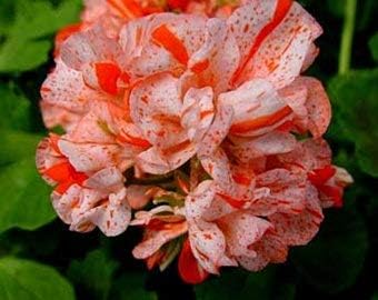 Rot azalea blume samen for anpflanzung easy to grow heirloom & gmo free samen for home garten
 
 sale for anpflanzung in home garten