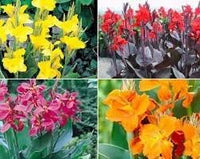 Perennial canna blume samen for anpflanzung colorful display heirloom & gmo free samen for home garten 
 
 sale for anpflanzung in home garten