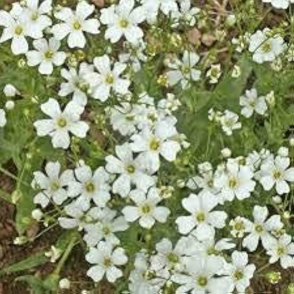 Rot babys' atem gypsophila elegans blume samen for delicate garten blooms