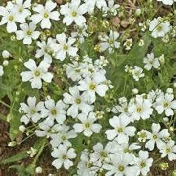 Rot babys' atem gypsophila elegans blume samen for delicate garten blooms
