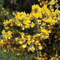 Gelb gorse ulex europaeus blume samen for anpflanzung - easy to grow, heirloom & gmo free samen for home garten
 
 sale for anpflanzung in home garten