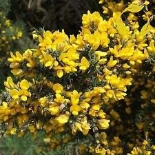 Gelb gorse ulex europaeus blume samen for anpflanzung - easy to grow, heirloom & gmo free samen for home garten
 
 sale for anpflanzung in home garten