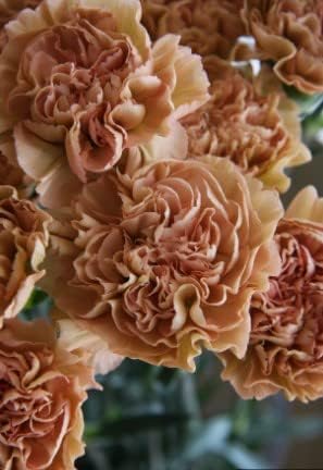 Braun Nelke Blumensamen zur Aussaat robust Sorte Traditionssorte & ohne Gentechnik Samen Hausgarten