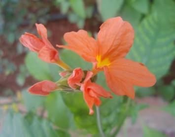 Orange marmalade blume samen for anpflanzung - cut blume favorite, heirloom & gmo free samen for home garten
 
 sale for anpflanzung in home garten