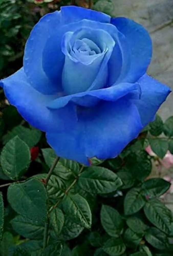 Blau Germany Rose Blumensamen zur Aussaat kompakt Wuchs Traditionssorte & ohne Gentechnik Samen Hausgarten