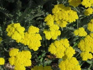 Gelb achillea millefolium blume samen for anpflanzung - shade tolerant, heirloom & gmo free samen for home garten
 
 sale for anpflanzung in home garten.
