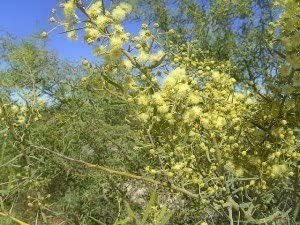 Light gelb gypsophila blume samen for anpflanzung - vibrant colors, heirloom & gmo free samen for home garten
 
 sale for anpflanzung in home garten