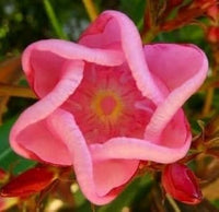 Sixfold blume samen for anpflanzung - hardy variety, heirloom & gmo free samen for home garten
 
 sale for anpflanzung in home garten.