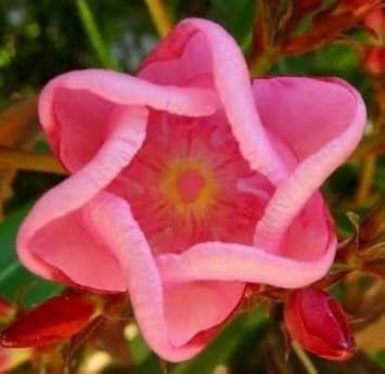 Sixfold blume samen for anpflanzung - hardy variety, heirloom & gmo free samen for home garten
 
 sale for anpflanzung in home garten.