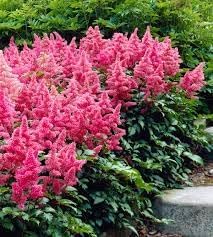 Astilbe blume samen for anpflanzung hardy variety heirloom & gmo free samen for home garten 
 
 sale for anpflanzung in home garten