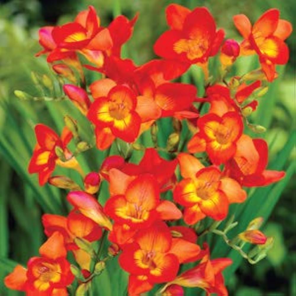 Gelb Orange Freesias Blumensamen zur Aussaat – duftend Blüten – Traditionssorte & ohne Gentechnik Samen Hausgarten