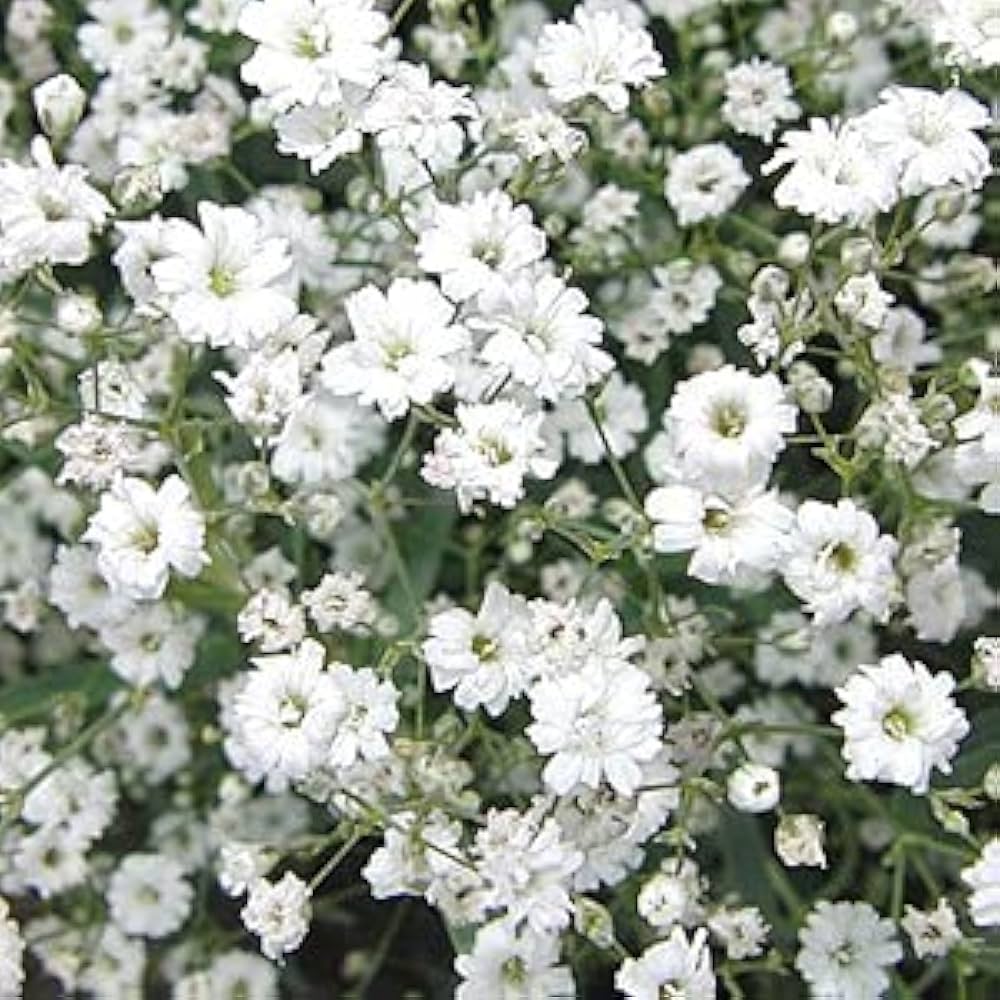 Rot Babys' Atem Gypsophila Elegans Blumensamen Delicate – Airy Blüten the Garten
