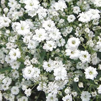Rot Babys' Atem Gypsophila Elegans Blumensamen Delicate – Airy Blüten the Garten