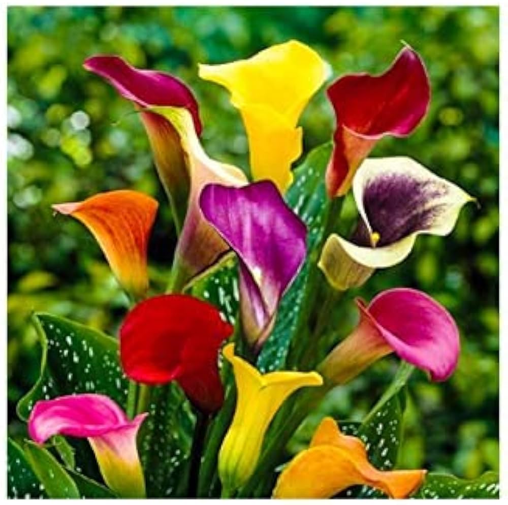 Calla Blumensamen Rot Gelb Blumensamen zur Aussaat – Anzucht – Traditionssorte & ohne Gentechnik Samen Hausgarten