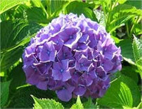 Blau Lila Hortensie Blumensamen zur Aussaat – Anzucht – Traditionssorte & ohne Gentechnik Samen Hausgarten