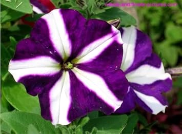 Weiß (weiß lila) samen for anpflanzung in home garten