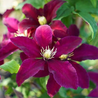 Rosa clematis blume samen for anpflanzung vibrant colors heirloom & gmo free samen for home garten 
 
 sale samen for home garten anpflanzung