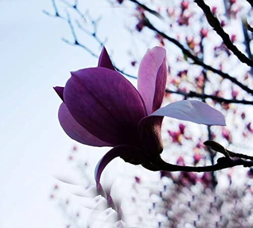 Lila Yula Magnolia Blumensamen selten blühend Trees