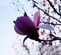 Lila Yula Magnolia Blumensamen selten blühend Trees