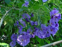 Blau abutilon striatum blume samen for anpflanzung - cut blume favorite, heirloom & gmo free samen for home garten
 
 sale samen for anpflanzung in home garten