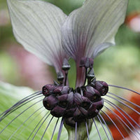 Water Grape Tacca palmata Samen zur Aussaat tropisch Garten und Pond