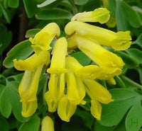 Corydalis corydalis lutea for anpflanzung in blume bed