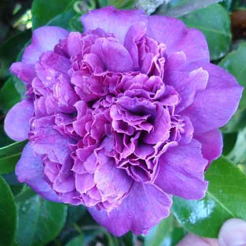 Lila Kamelie Blumensamen zur Aussaat – farbenfroh Schau – Traditionssorte & ohne Gentechnik Samen Hausgarten