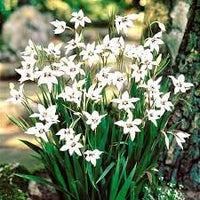 Acidanthera blume samen for anpflanzung fragrant blossoms heirloom & gmo free samen for home garten 
 
 sale for anpflanzung in home garten