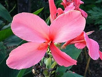 Soft rosa anthurium blume samen for anpflanzung wildflower mix heirloom & gmo free samen for home garten
 
 sale for anpflanzung in home garten
