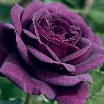 Rot away rose blume samen for anpflanzung sun loving heirloom & gmo free samen for home garten
 
 sale for anpflanzung in home garten