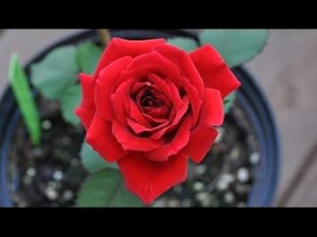 Multicolour rose blume samen for anpflanzung hardy variety heirloom & gmo free samen for home garten
 
 sale for anpflanzung in home garten