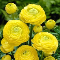 Gelb Ranunculus Blumensamen Garten Landhaus Garten wichtig Traditionssorte & ohne Gentechnik Samen Hausgarten