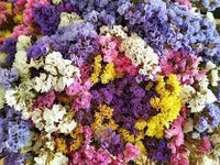 Statice blume samen for anpflanzung premium quality heirloom & gmo free samen for home garten 
 
 sale for anpflanzung in home garten