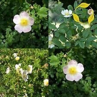 Weiß rosa canina blume samen for anpflanzung - sun loving, heirloom & gmo free samen for home garten
 
 sale for anpflanzung in home garten