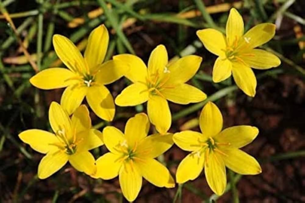 Gelb Zephyranthes Blumensamen zur Aussaat Halbschatten verträglich Traditionssorte & ohne Gentechnik Samen Hausgarten