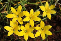Gelb Zephyranthes Blumensamen zur Aussaat Halbschatten verträglich Traditionssorte & ohne Gentechnik Samen Hausgarten