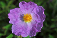 Helianthemum Helianthemum spp Blumensamen zur Aussaat Blume Beet