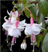 Fuchsias weiß rosa blume samen for anpflanzung - seasonal bloomer, heirloom & gmo free samen for home garten
 
 sale samen for anpflanzung in home garten