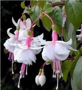 Fuchsias weiß rosa blume samen for anpflanzung - seasonal bloomer, heirloom & gmo free samen for home garten
 
 sale samen for anpflanzung in home garten