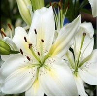 Perfume lily semi blume for indoor garten