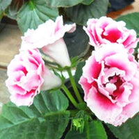 Rosa Weiß Gloxinie Blumensamen zur Aussaat – leuchtend – Traditionssorte & ohne Gentechnik Samen Hausgarten